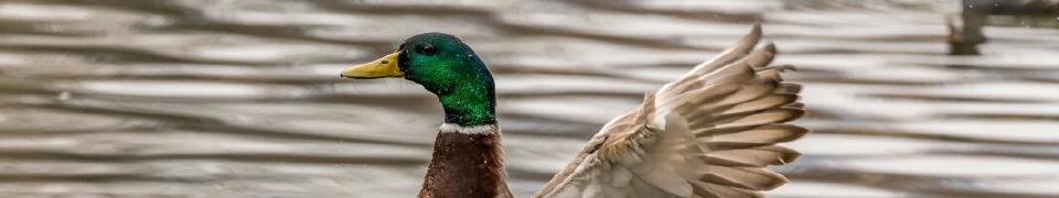 duckplyr fully joins the tidyverse!